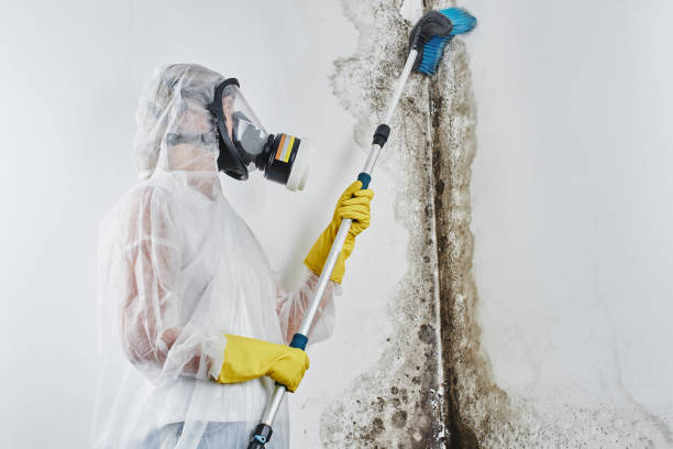 Best Office Mold Removal Services  in Mulberry, IN