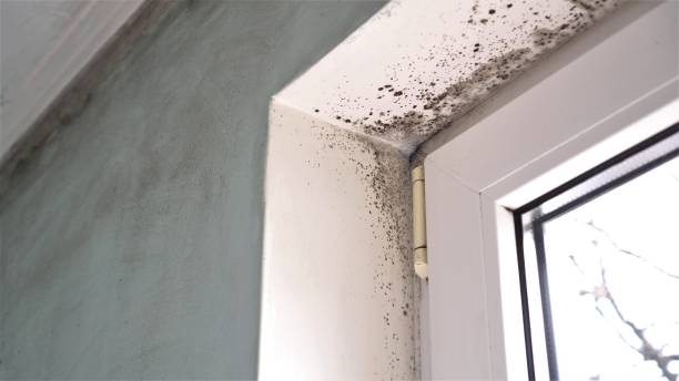 Best Toxic Mold Removal  in Mulberry, IN