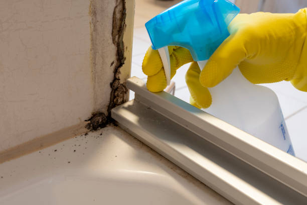 Best Certified Mold Removal  in Mulberry, IN