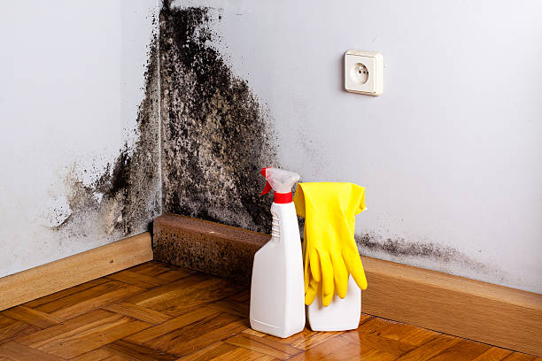 Best Office Mold Removal Services  in Mulberry, IN