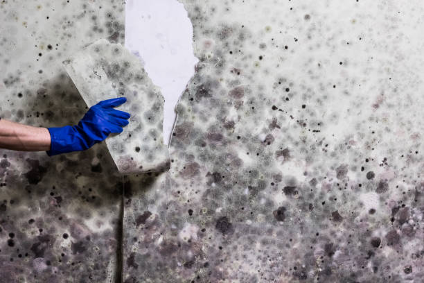 Best Commercial Mold Removal  in Mulberry, IN