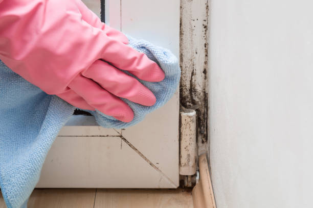 Best Fast Mold Removal  in Mulberry, IN